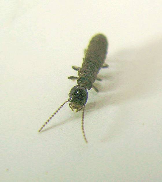 fourmi-like2.jpg