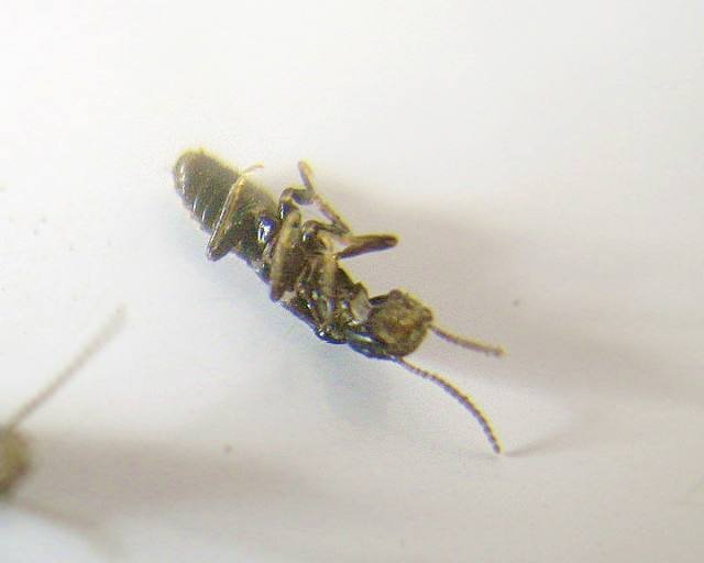 fourmi-like4.jpg