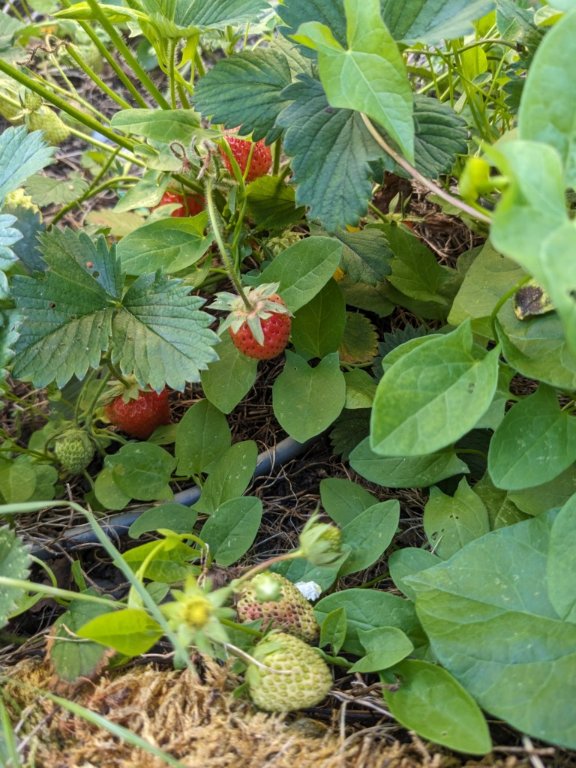 23mai fraises.jpg