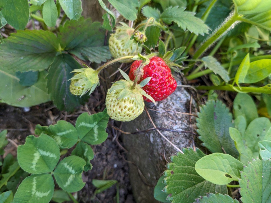fraises24mai.jpg