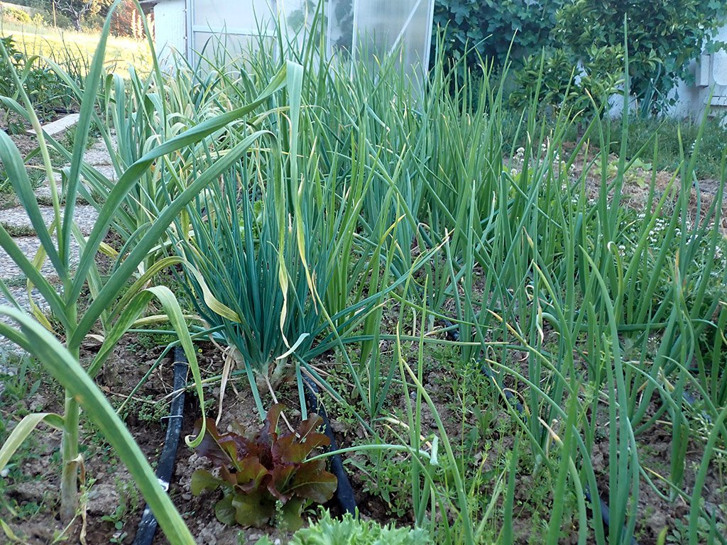 P5230251.JPG