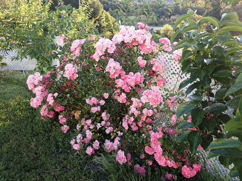 P5230269.JPG