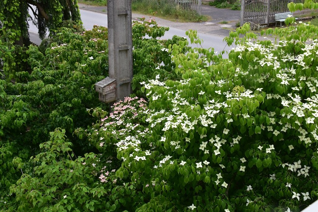 DSC_7443.JPG