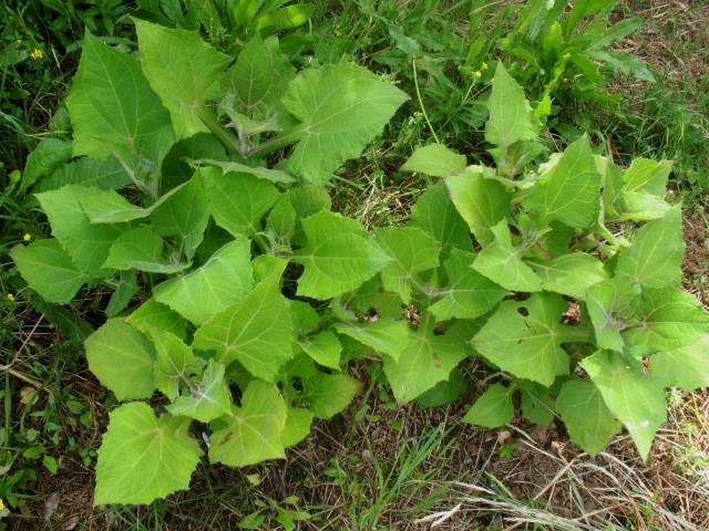 yacon-plant.jpg