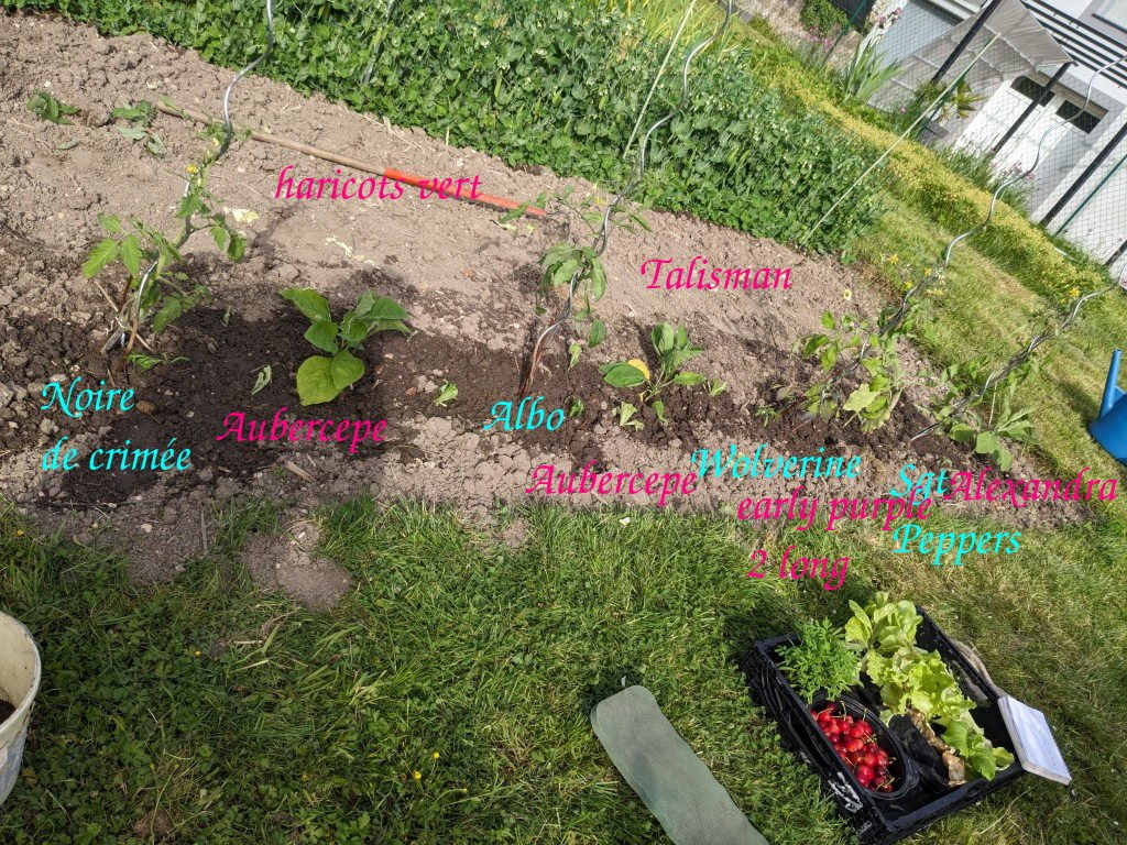 tom aub salade26mai_v1.jpg