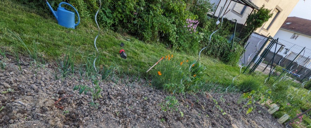 salades entre tomates cerise.jpg