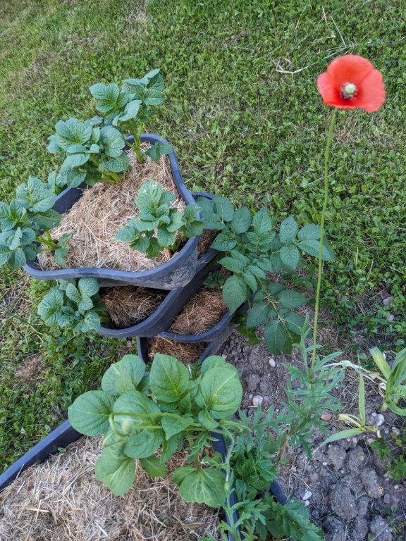 coquelicot.jpeg.jpg