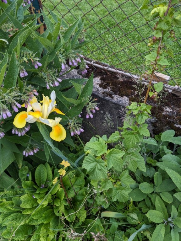 consoude iris cassis.jpg
