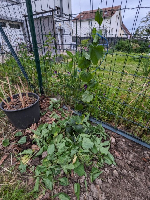 chouchou vert27mai.jpg
