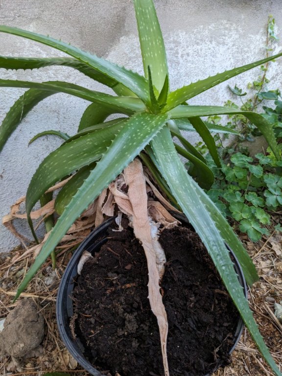 aloes28mai.jpg