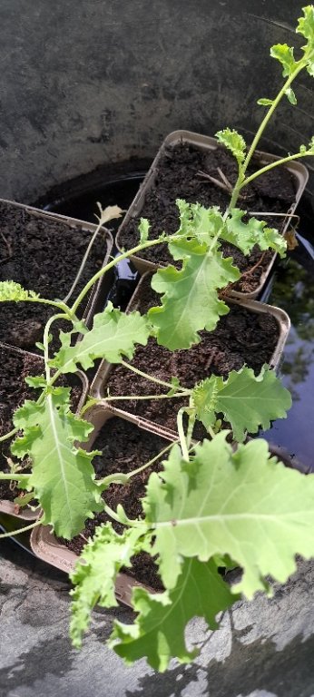 Choux kale