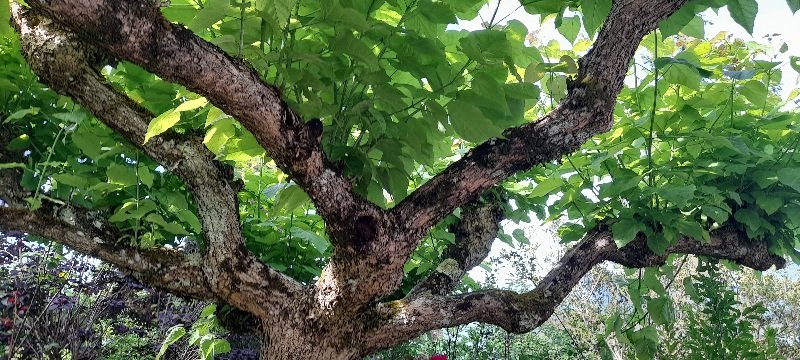 Le catalpa fait déjà un peu d'ombrage sur la terrasse sud