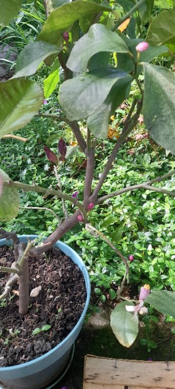 Le citronnier décide de mettre du feuillage et des fruits