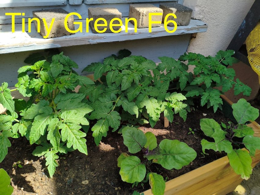 Tiny Green F6.jpg