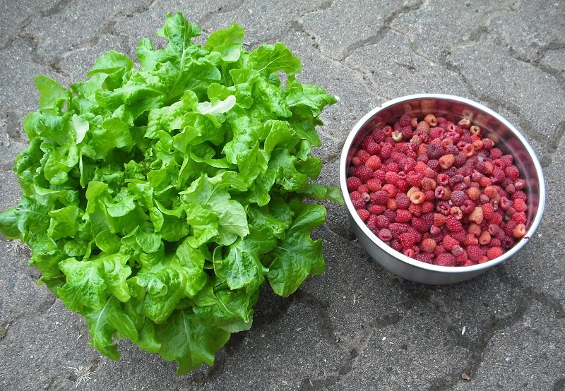 Framboises 2 juin.jpg
