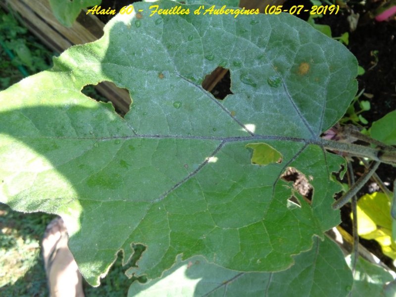 Feuille D'Aubergine 2.JPG
