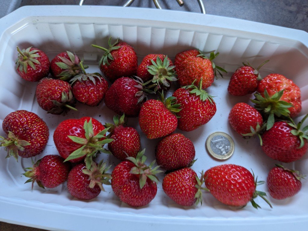 fraises29 et 30 mai.jpg