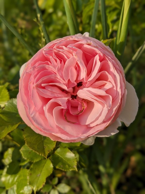 rose3.jpg