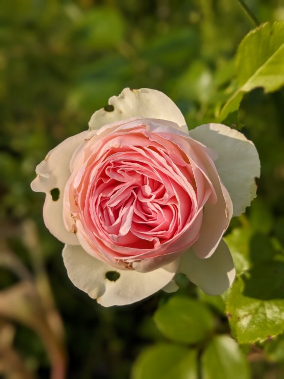 rose1.jpg