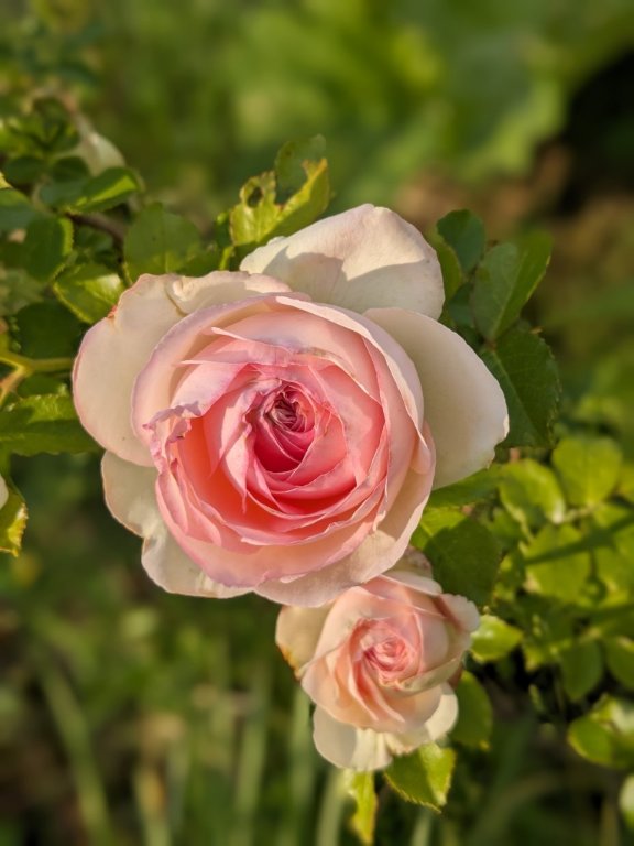 rose2.jpg