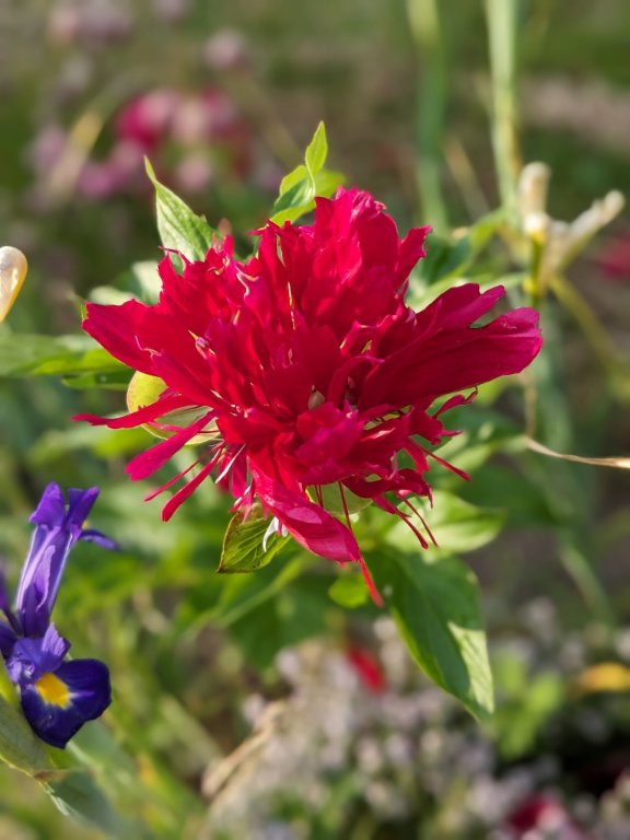 pivoine finie.jpg
