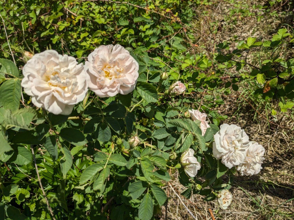 f rosier blanc.jpg