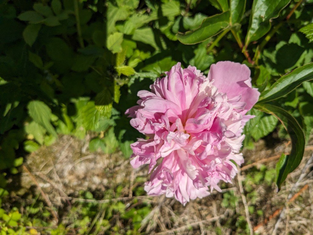 f pivoine.jpg