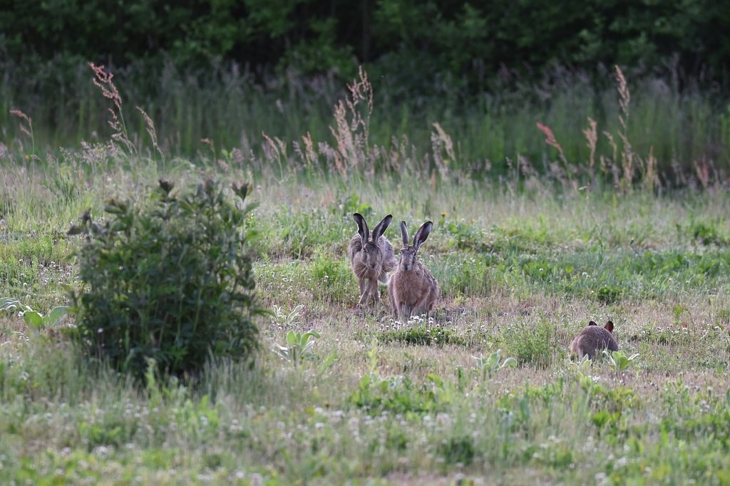 DSC_0468.JPG