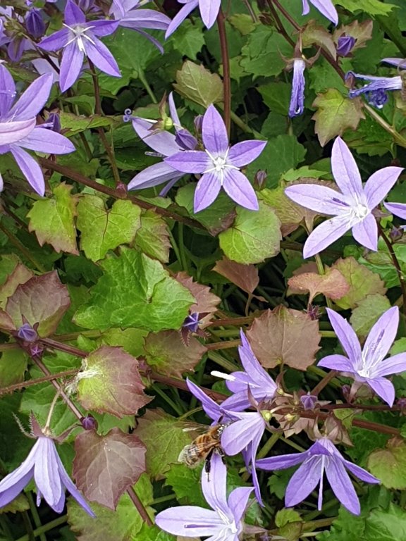 abeille sur fleur_1.jpg