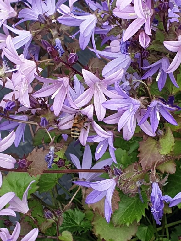 abeille sur fleur_2.jpg