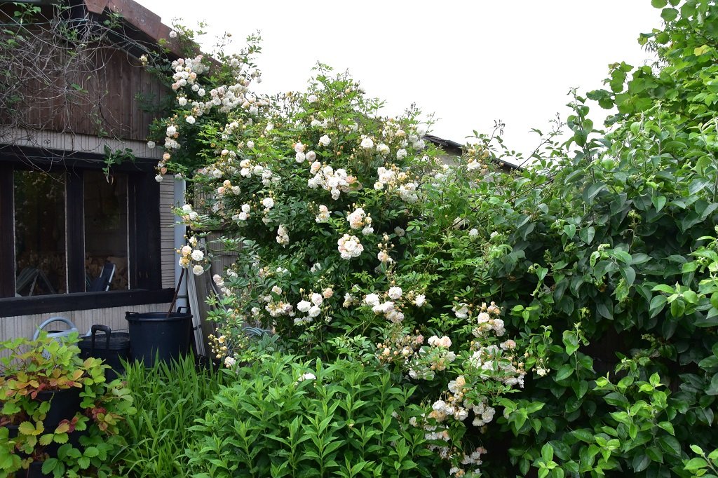 DSC_7880.JPG