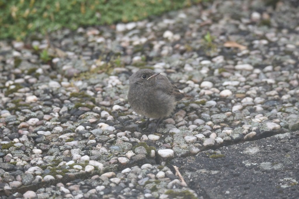 DSC_0646.JPG