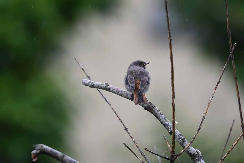 DSC_0785.JPG