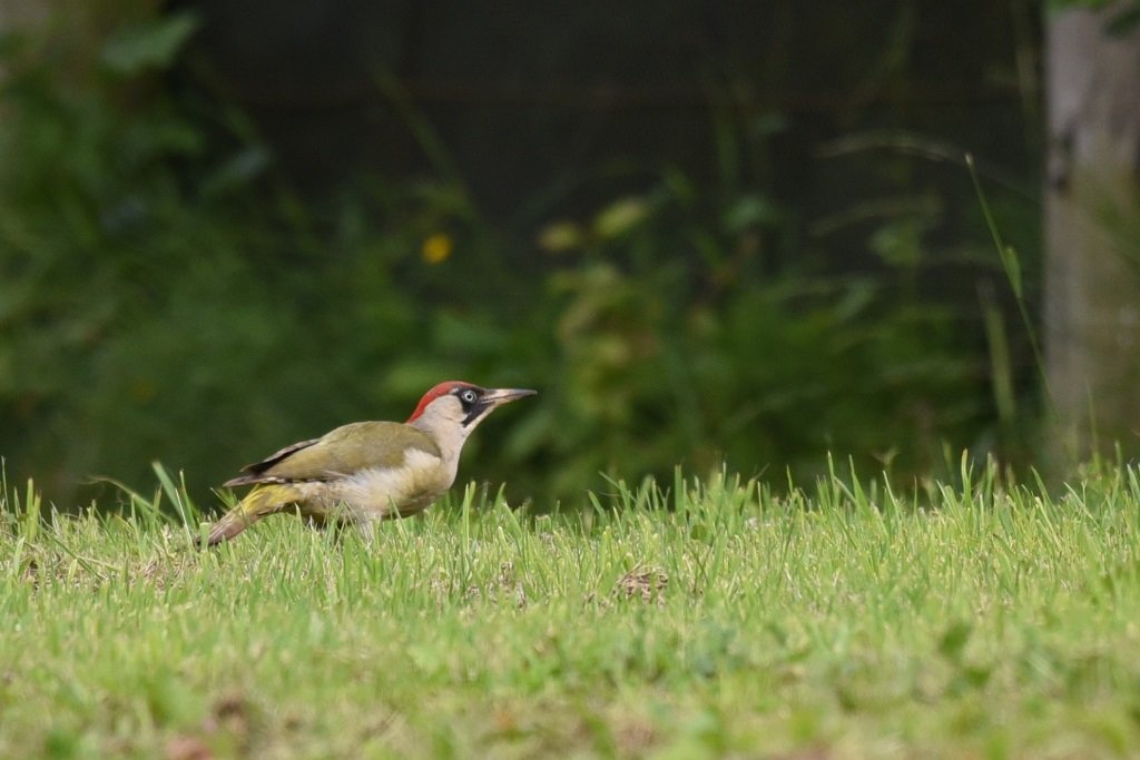 DSC_0967.JPG