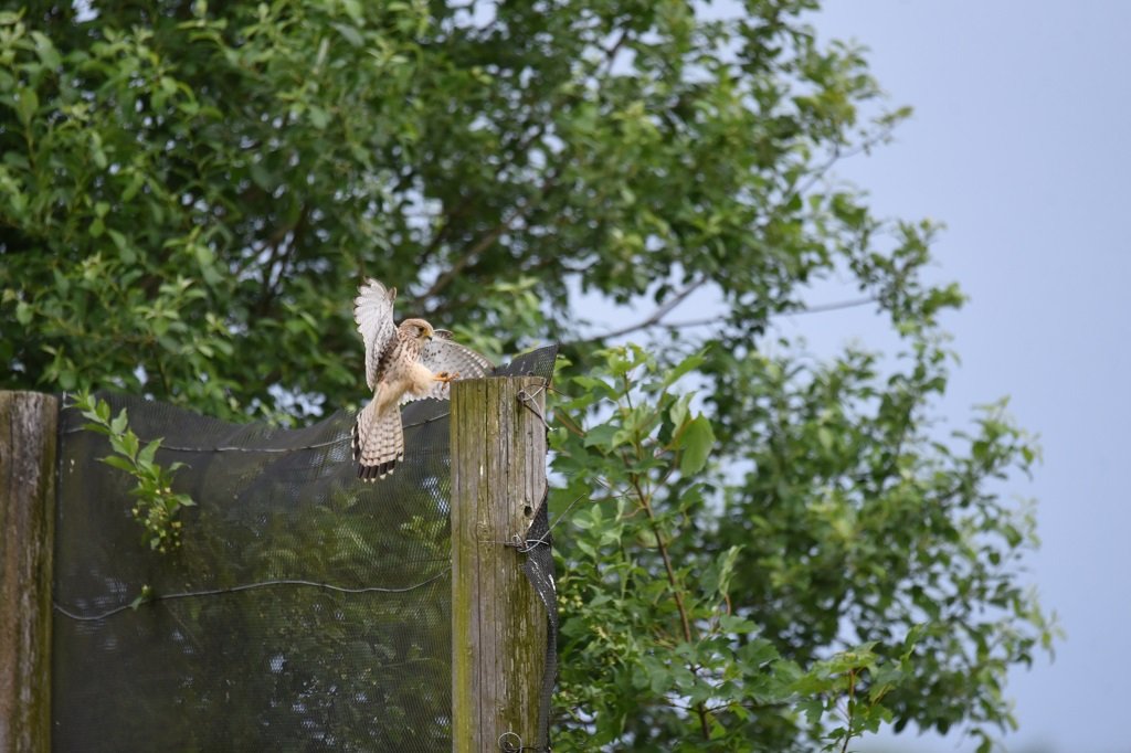 DSC_0961 - Copie.JPG
