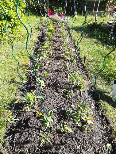 11 jours après mise en place