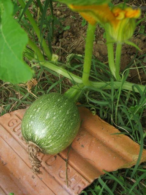 courge-prim.jpg