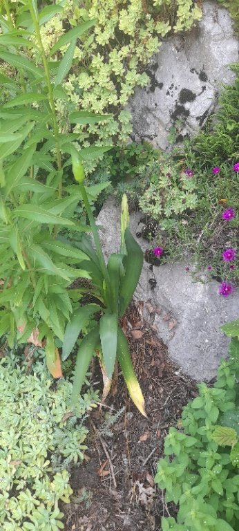 Agapanthe nouvellement plantées et floraison...!