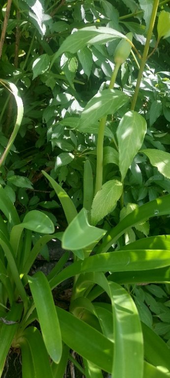 Agapanthe en place depuis plusieurs de 10 ans /première floraison