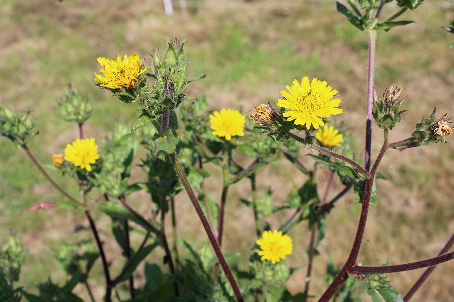 250610_1-composee-jaune-inconnue_IMG3611red.jpg