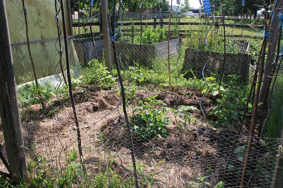250610_tomates-et-haricots-dehors_IMG3602red.jpg