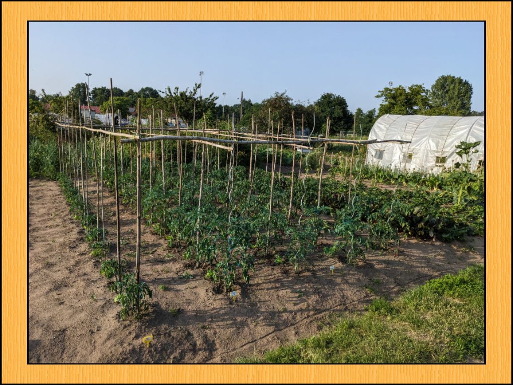 a tomates13juin.jpg
