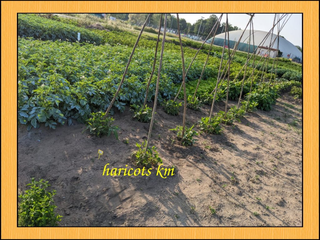 a haricots km.jpg