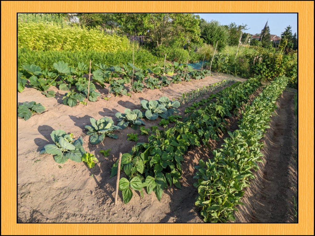 a concombre haricots 13juinjpg.jpg