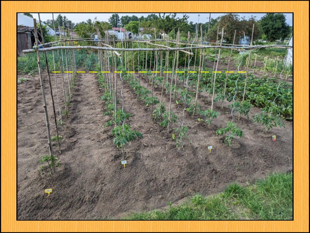 a tomates.jpg