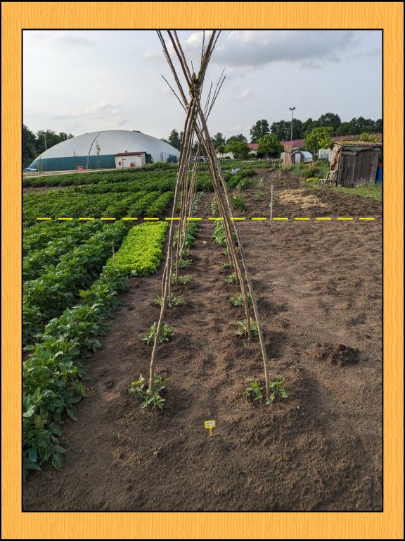 a pdt haricots.jpg