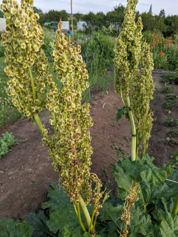 graines rhubarbe.jpg