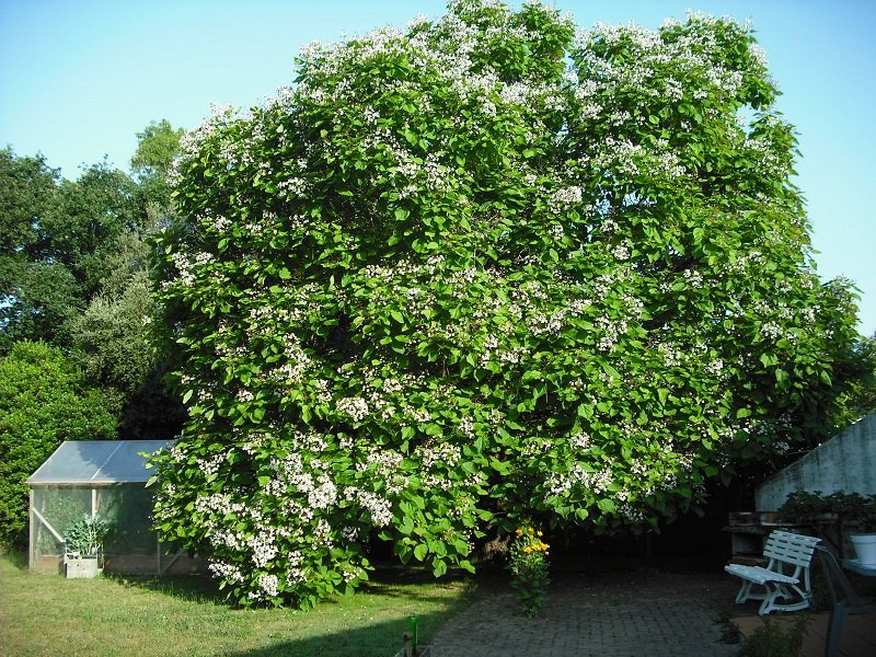 Catalpa 15 juin.jpg
