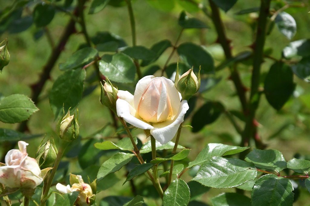 DSC_8113.JPG