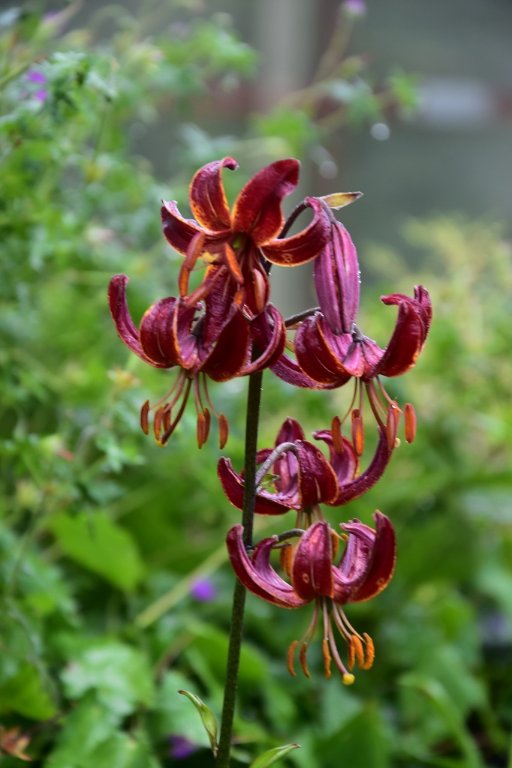 DSC_8027.JPG